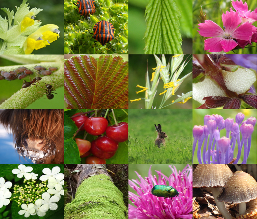 association du bois de chênes de genolier